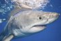     Акула уби турист край египетски курорт на Червено море