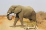 Спаси ли слон лъвче от изтощение?