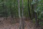    Секат до 3000 болни и опасни дървета в Борисовата градина