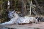  Бял тигър в зоологическата градина в Стара Загора