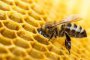   Нелегален внос на пчели застрашава генофонда на БГ кошерите 