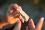   Магазин за канабис търси професионалист за навиване на цигари за 10 паунда на час