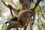   Най-секси коалата в света