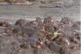 Банда хипопотами атакуваха крокодил в Танзания