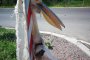  Мъртъв пеликан беше вързан на пътен знак край Раднево 