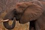  Ботсвана вдигна забраната за лов на слонове 