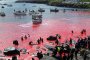  200 кита и 40 делфина убити по време на годишен лов