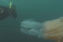   Медуза с размер на човек шашна водолази