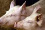  Обявиха бедствено положение в област Русе заради чумата по свинете