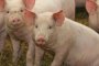    БСП иска изслушване на Танева и Дончев заради чумата по свинете
