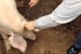 За доброволно изколване на прасетата зове ОДБХ - Варна
