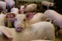 Свинекомплекс в Русенско отказва да умъртвява животни