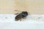  Осъдиха на смърт турска пчела, оказа се британска