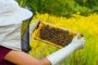  Производители на пчелен мед против споразумение на ЕС и Меркосур