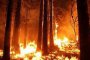  Пожар обхвана 10 дка борова гора над резиденция Витошко-Студена   