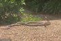 Уплашена домакиня снима две змии в бой за женска