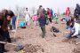 Доброволци садят дръвчета край София 