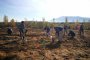 Над 200 доброволци садиха фиданки за нова гора край Суходол