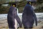 Гей двойка пингвини открадна яйце в холандски зоопарк 