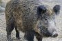 Африканска чума по диви свине и в Кюстендилско 