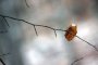 Бърз факт