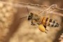 Еврокомисията забрани вреден за пчелите пестицид