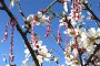   Гърците празнуват идването на пролетта с мартеници