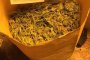 Полицията разкри домашна оранжерия за марихуана в София 