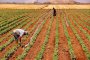 Турция раздава пустееща публична земя на фермерите заради COVID-19
