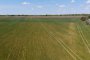 Прогноза за много ниски добиви на пшеница в Добруджа 
