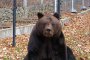 Паркът за танцуващи мечки в Белица отворя врати