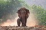 $33 000 струва слон в Тайланд, но дава голям разход на храна