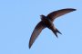Десетки защитени птици са починали при ремонтни дейности в Казанлък
