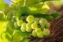   „Пещерска“ ракия увеличава лозята с българско грозде