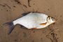 Голямо количество мъртва риба изплува по поречието на река Тунджа 