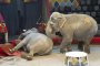 Слонски бой се разрази в цирк в Казан