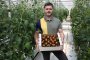Предимства и ползи на доматите, произведени в България