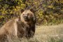 Предлагат за отстрел мечката, нападнала жена край Белица 