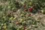 Обезщетяват земеделци в Пловдивско, пострадали от градушка 