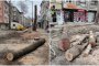 Община Бургас призна за нарушения при изсичането на дърветата по две централни улици 