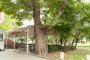 Обявиха за защитени 3 вековни дървета в София 