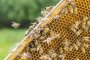 Изкупната цена на българския мед остава ниска 