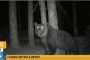 Гладна мечка унищожава кошери в Хаджидимовско 