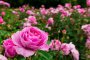 Производители искат мораториум за нови насаждения с рози 