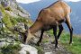 Две диви кози от защитен вид са отстреляни и обезглавени в Централен Балкан