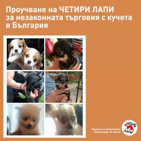 Едва 10% от реализираните сделки за кучета се осъществяват от регистриран развъдник