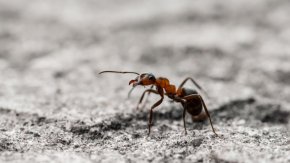 разделение на труда на мравките