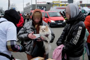  Поставянето на липсващи ваксини и микрочипове, медицинското лечение и помощ с храната са най-важните дейности