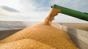 Русия е най-големият износител на пшеница в света и през май президентът Путин заяви, че тазгодишната реколта може да бъде най-голямата в историята, тъй като се очаква страната да прибере 130 млн. тона зърно, включително 87 млн. тона пшеница.