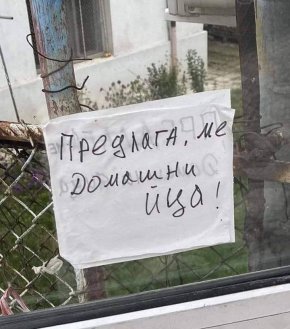 Вицове